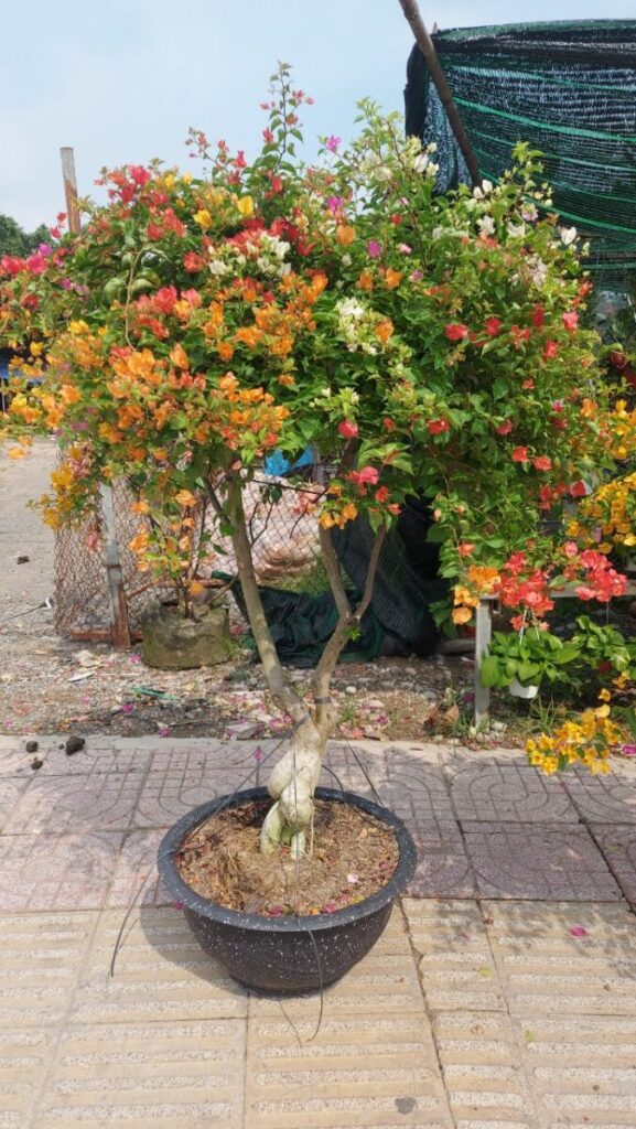 hoa giay thai ngu sac trong chau 10