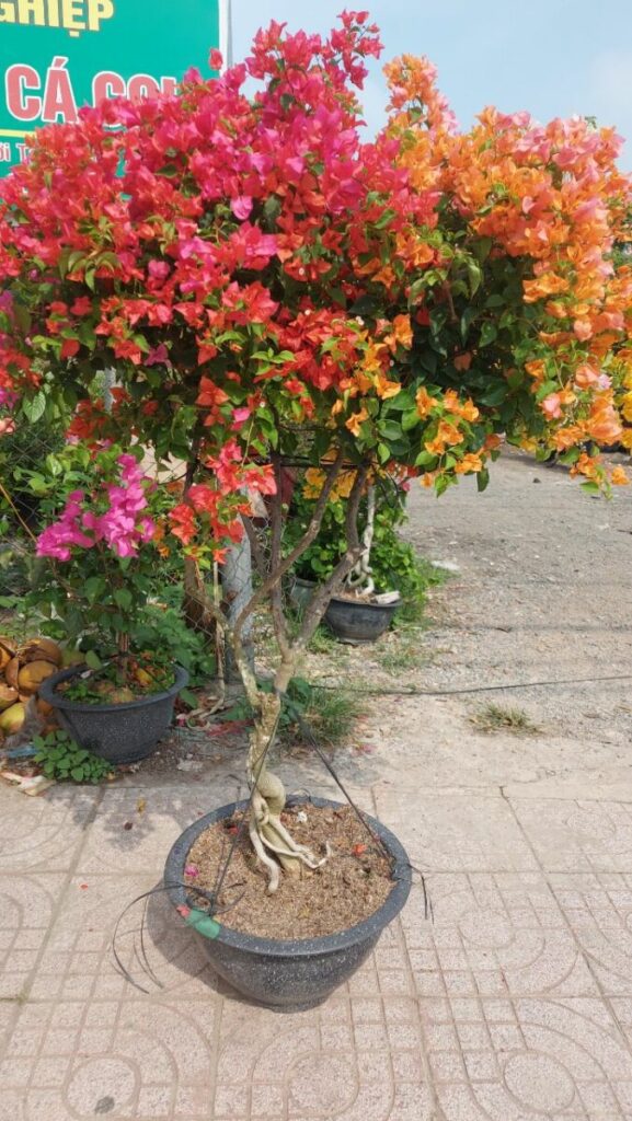 hoa giay thai ngu sac trong chau 11
