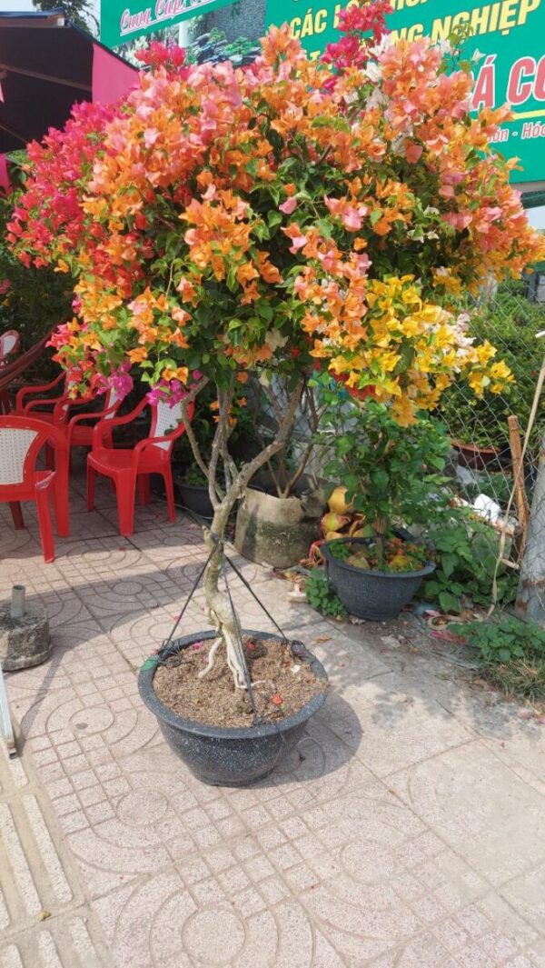 Cây hoa giấy ngũ sắc (Đỏ, trắng, vàng, cam, hồng) - Image 7