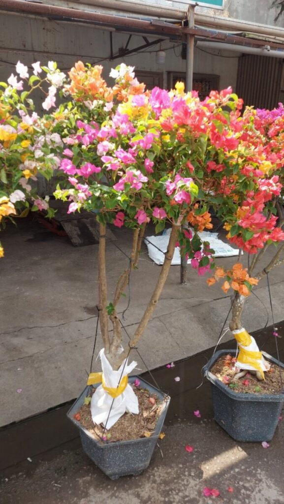 hoa giay thai ngu sac trong chau 3