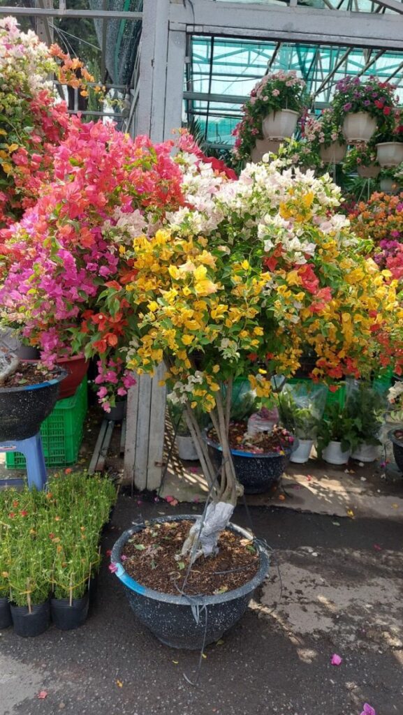 hoa giay thai ngu sac trong chau 4