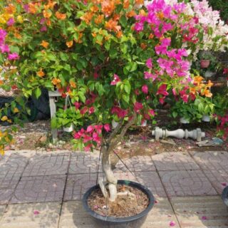 Hoa giấy bonsai trồng chậu ( hoa thái ngũ sắc nhiều màu )