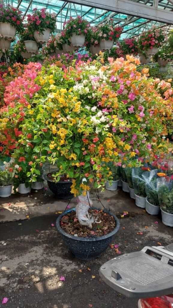 hoa giay thai ngu sac trong chau 7