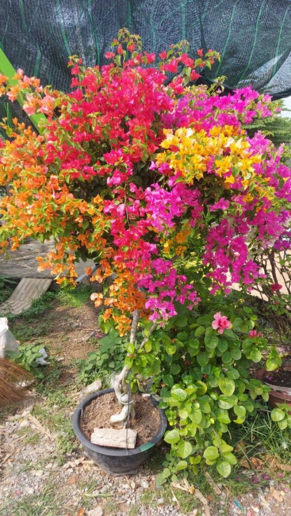 Cây hoa giấy ngũ sắc (Đỏ, trắng, vàng, cam, hồng) - Image 2