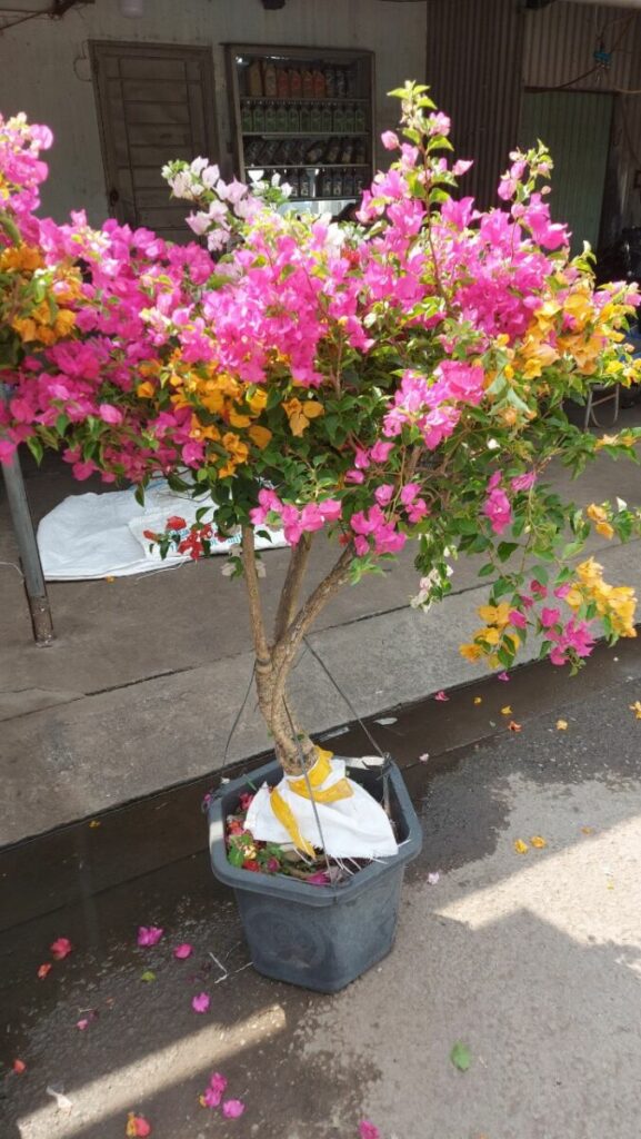 hoa giay thai ngu sac trong chau 9