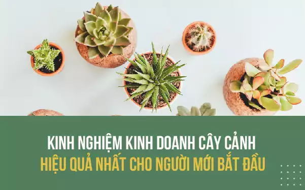 Khởi nghiệp Kinh doanh cây cảnh kiếm 1-3 triệu / ngày ra sao ? 1 kinh doanh cay canh