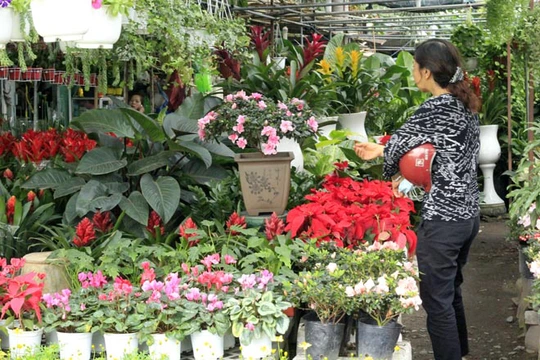 Khởi nghiệp Kinh doanh cây cảnh kiếm 1-3 triệu / ngày ra sao ? 4 Kinh doanh cây cảnh, cây kiểng