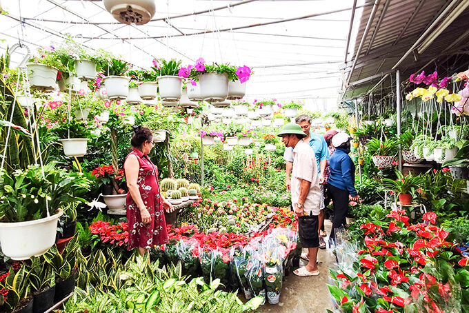 Khởi nghiệp Kinh doanh cây cảnh kiếm 1-3 triệu / ngày ra sao ? 2 Khách đến mua cây tại cửa hàng thường xuyên