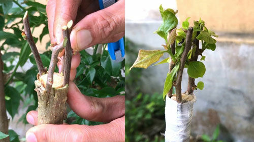 Dịch vụ ghép màu hoa giấy tận nhà - Mang sắc màu rực rỡ đến khu vườn của bạn 5 Hình ảnh mô tả chi tiết ghép cành hoa giấy