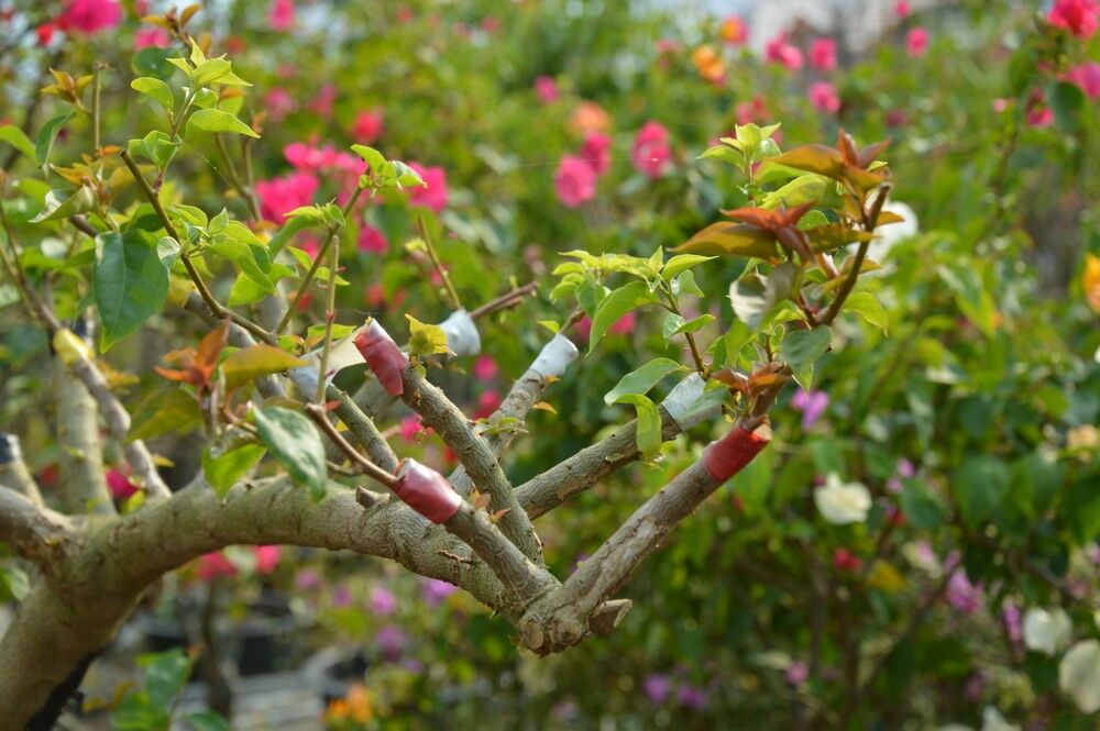 Dịch vụ ghép màu hoa giấy tận nhà - Mang sắc màu rực rỡ đến khu vườn của bạn 3 Hình ảnh mô tả chi tiết ghép cành hoa giấy