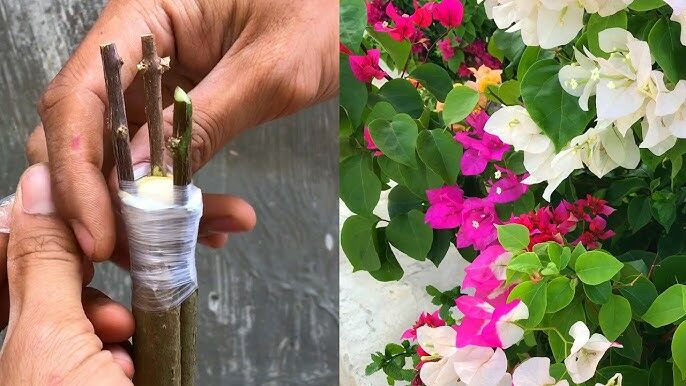 Hoa Giấy Leo ghep-mau-hoa-giay-tan-nha Dịch vụ ghép màu hoa giấy tận nhà - Mang sắc màu rực rỡ đến khu vườn của bạn Dịch vụ trồng cây hoa giấy Dịch vụ cắt tỉa cây  