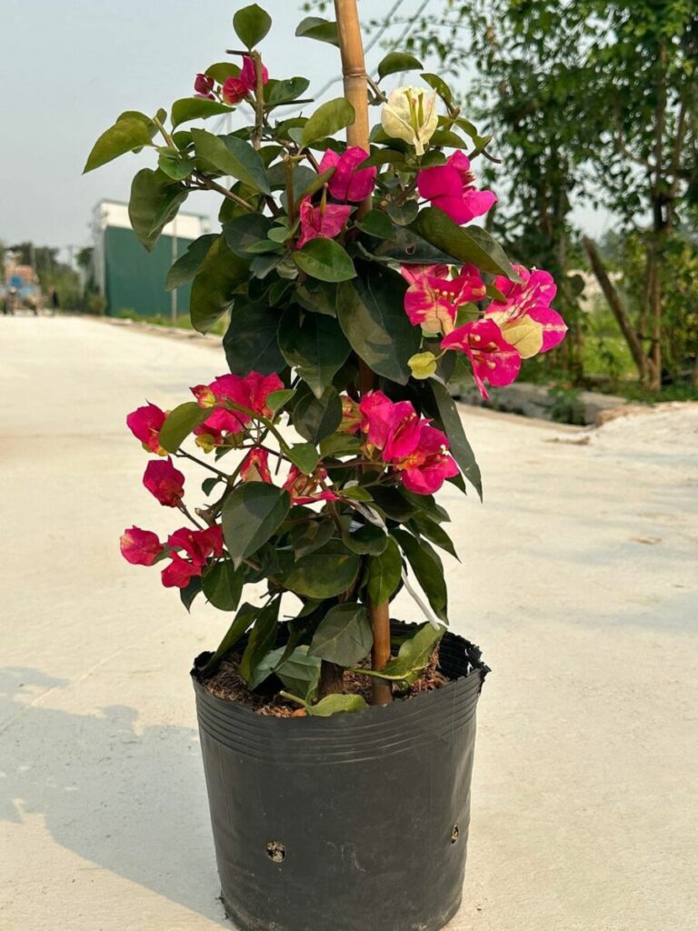 Hoa giấy ấn độ ( hoa giấy đổi màu, chậu, cây giống, bonsai ) 6 Bán hoa giấy Ấn Độ đổi màu
