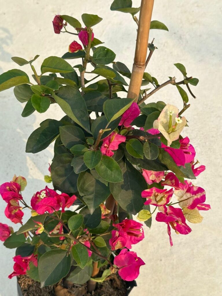 Hoa giấy ấn độ ( hoa giấy đổi màu, chậu, cây giống, bonsai ) 7 Bán hoa giấy Ấn Độ đổi màu