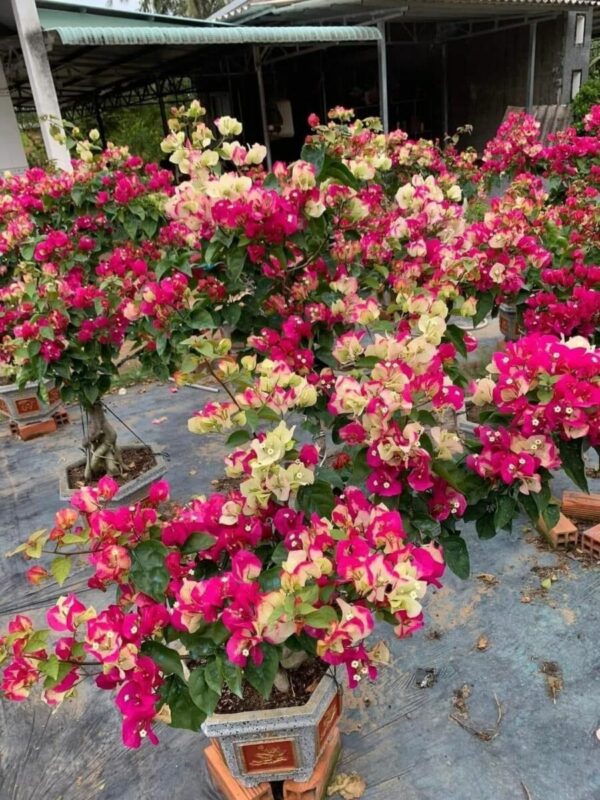 Bán hoa giấy Ấn Độ đổi màu