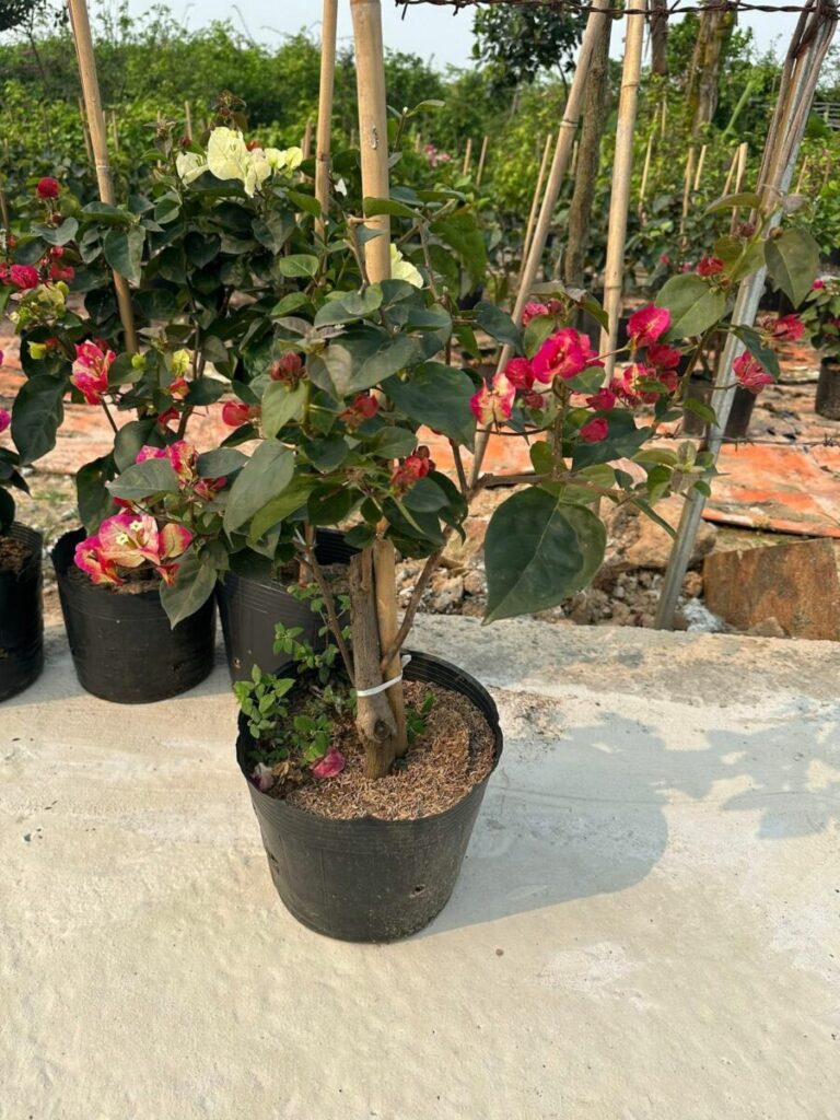Hoa giấy ấn độ ( hoa giấy đổi màu, chậu, cây giống, bonsai ) 9 Bán hoa giấy Ấn Độ đổi màu